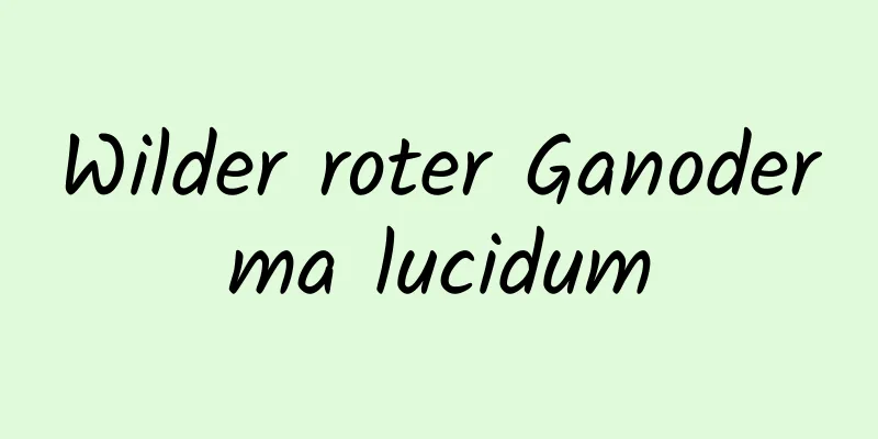 Wilder roter Ganoderma lucidum