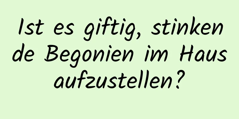 Ist es giftig, stinkende Begonien im Haus aufzustellen? 