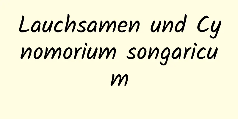 Lauchsamen und Cynomorium songaricum
