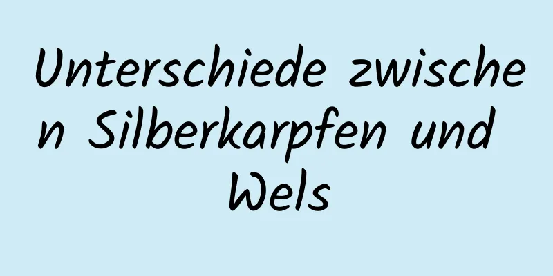 Unterschiede zwischen Silberkarpfen und Wels