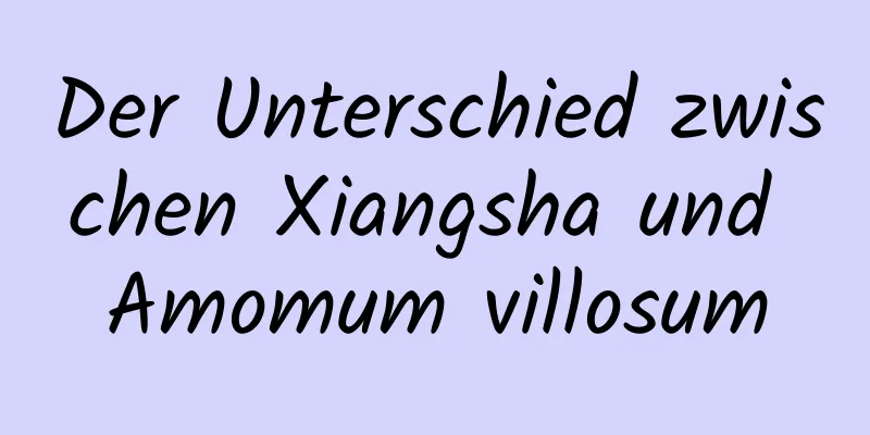 Der Unterschied zwischen Xiangsha und Amomum villosum