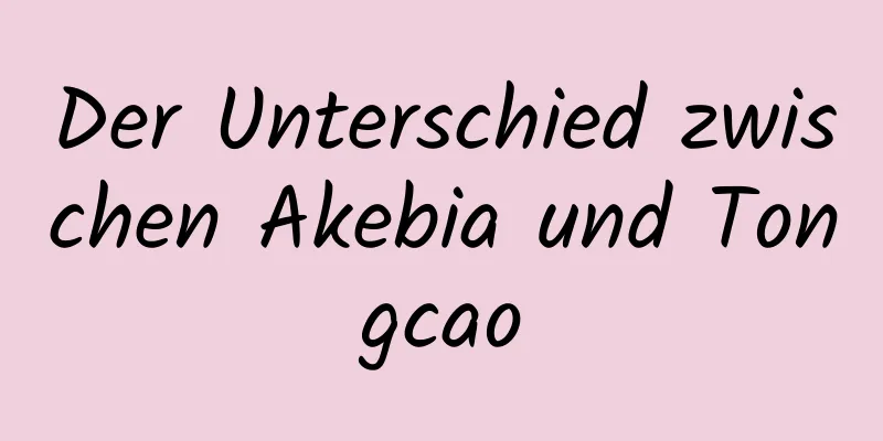 Der Unterschied zwischen Akebia und Tongcao