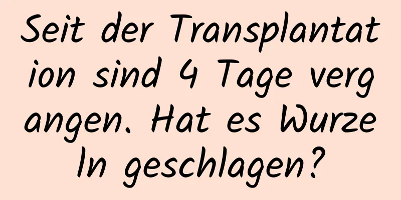Seit der Transplantation sind 4 Tage vergangen. Hat es Wurzeln geschlagen?