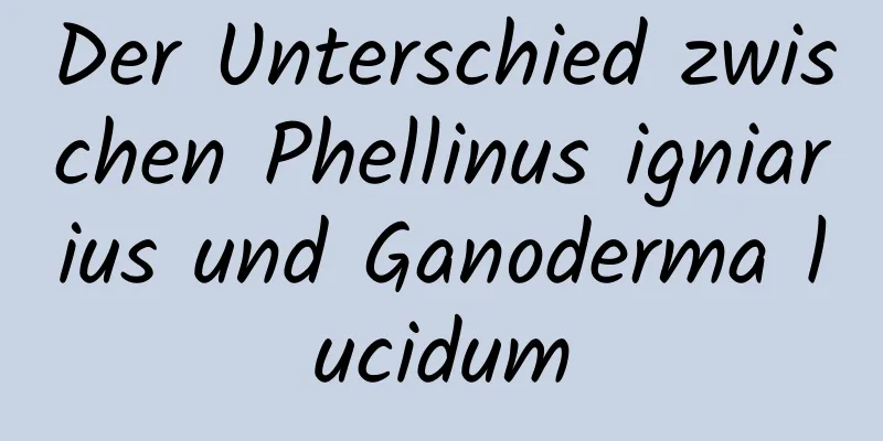 Der Unterschied zwischen Phellinus igniarius und Ganoderma lucidum