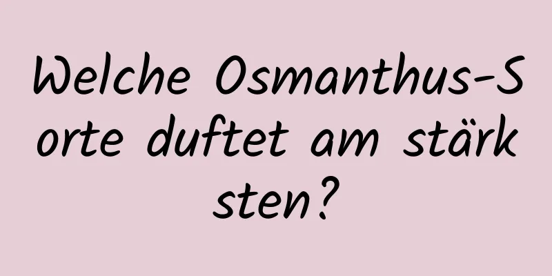 Welche Osmanthus-Sorte duftet am stärksten?