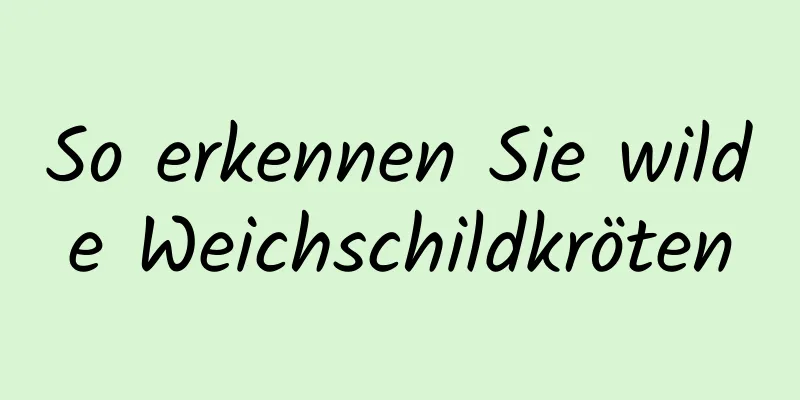 So erkennen Sie wilde Weichschildkröten
