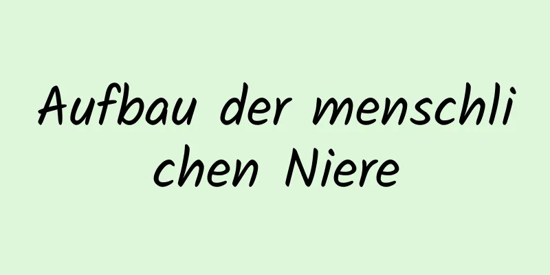 Aufbau der menschlichen Niere