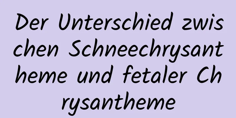 Der Unterschied zwischen Schneechrysantheme und fetaler Chrysantheme
