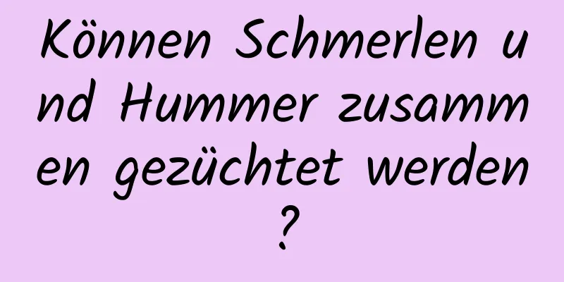 Können Schmerlen und Hummer zusammen gezüchtet werden?