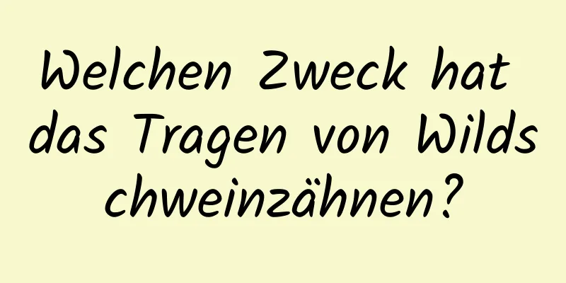 Welchen Zweck hat das Tragen von Wildschweinzähnen?