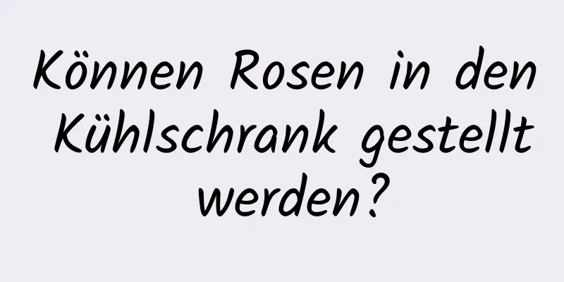 Können Rosen in den Kühlschrank gestellt werden?