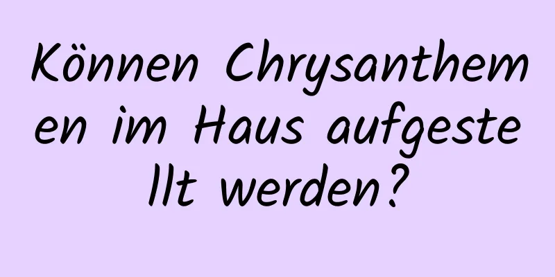 Können Chrysanthemen im Haus aufgestellt werden?