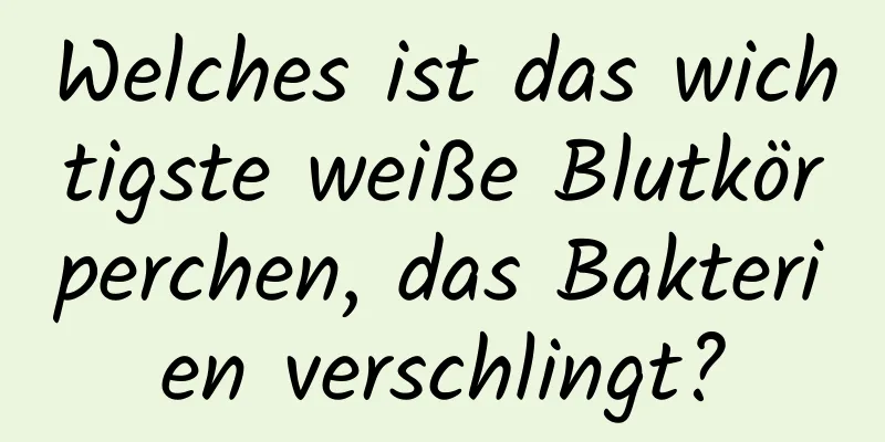 Welches ist das wichtigste weiße Blutkörperchen, das Bakterien verschlingt?