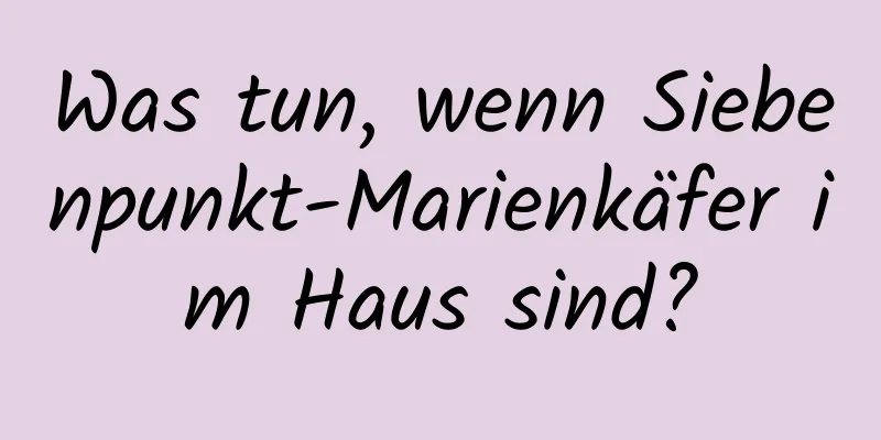 Was tun, wenn Siebenpunkt-Marienkäfer im Haus sind?