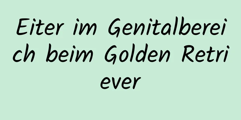 Eiter im Genitalbereich beim Golden Retriever