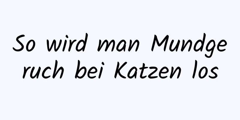 So wird man Mundgeruch bei Katzen los