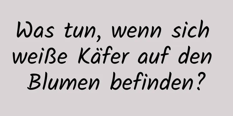 Was tun, wenn sich weiße Käfer auf den Blumen befinden?