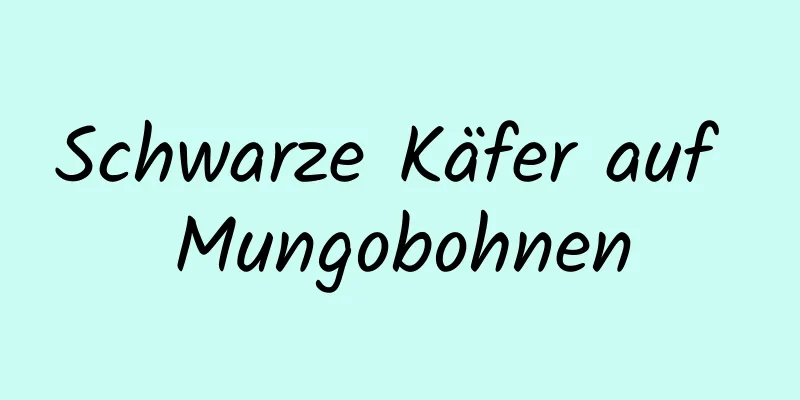 Schwarze Käfer auf Mungobohnen