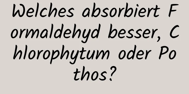 Welches absorbiert Formaldehyd besser, Chlorophytum oder Pothos?
