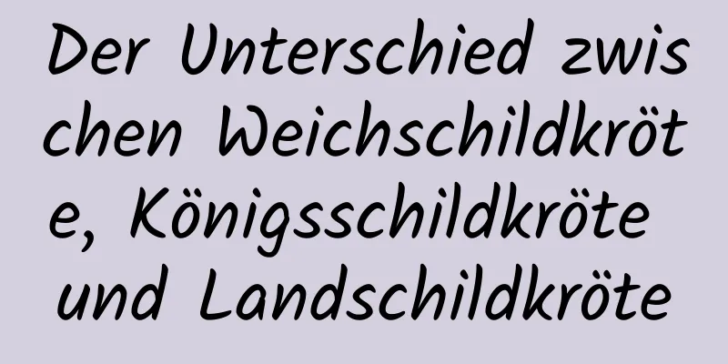 Der Unterschied zwischen Weichschildkröte, Königsschildkröte und Landschildkröte