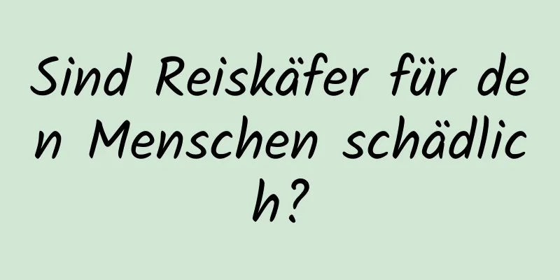 Sind Reiskäfer für den Menschen schädlich?