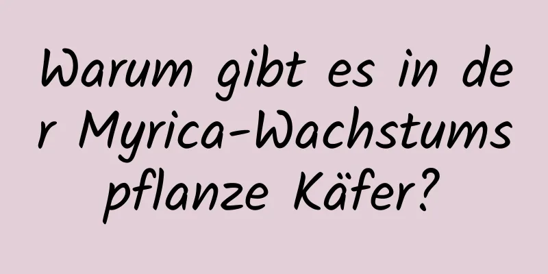 Warum gibt es in der Myrica-Wachstumspflanze Käfer?