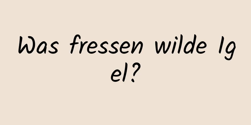 Was fressen wilde Igel?