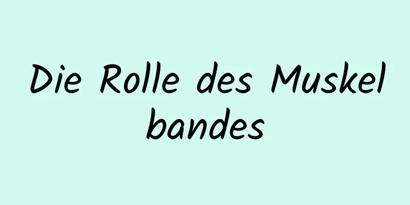 Die Rolle des Muskelbandes
