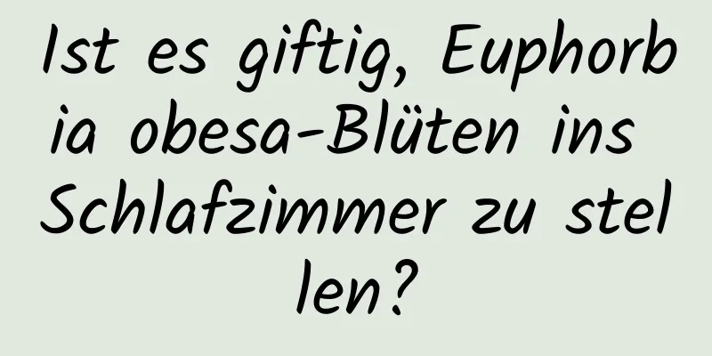 Ist es giftig, Euphorbia obesa-Blüten ins Schlafzimmer zu stellen?
