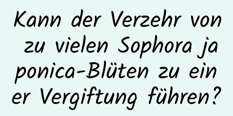 Kann der Verzehr von zu vielen Sophora japonica-Blüten zu einer Vergiftung führen?