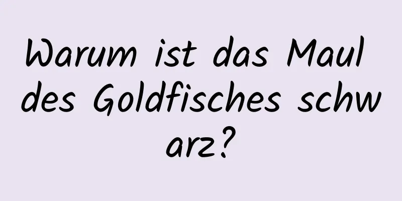 Warum ist das Maul des Goldfisches schwarz?