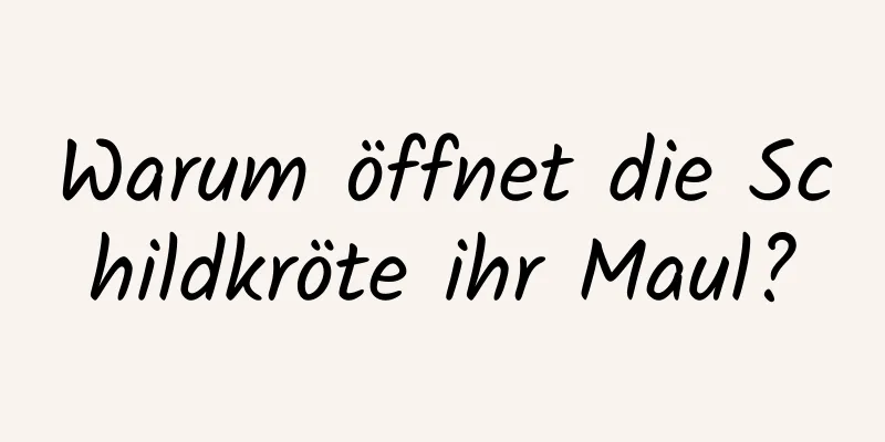 Warum öffnet die Schildkröte ihr Maul?