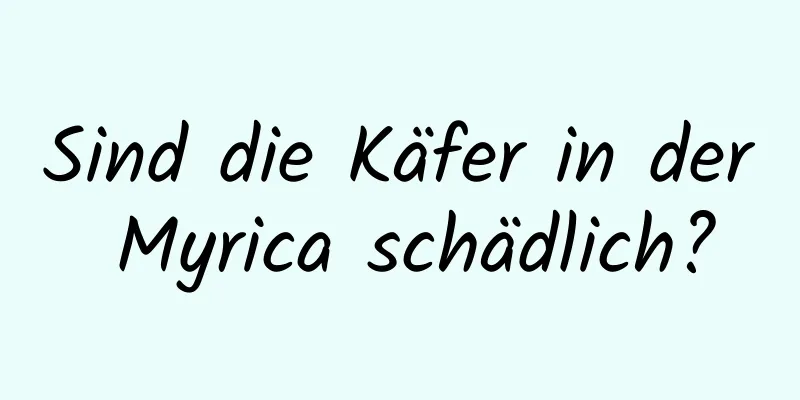 Sind die Käfer in der Myrica schädlich?