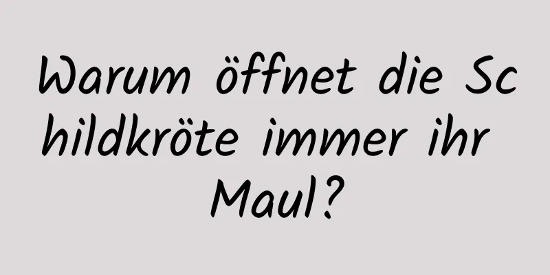 Warum öffnet die Schildkröte immer ihr Maul?
