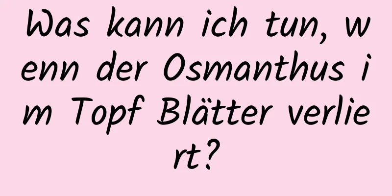 Was kann ich tun, wenn der Osmanthus im Topf Blätter verliert?