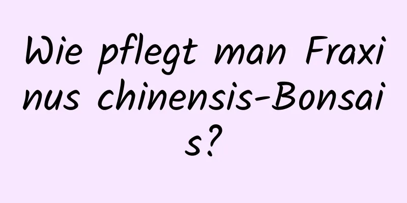Wie pflegt man Fraxinus chinensis-Bonsais?