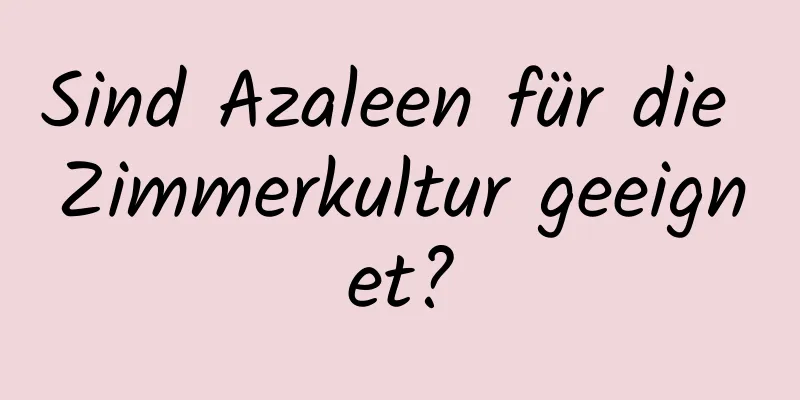 Sind Azaleen für die Zimmerkultur geeignet?
