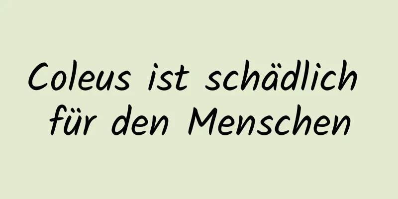 Coleus ist schädlich für den Menschen