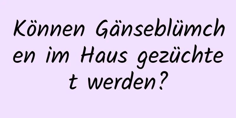 Können Gänseblümchen im Haus gezüchtet werden?