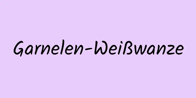 Garnelen-Weißwanze