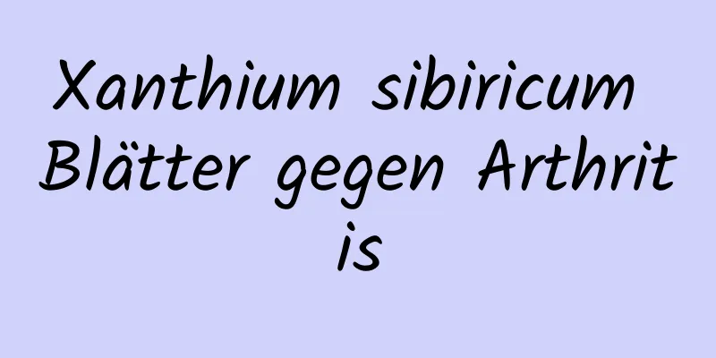 Xanthium sibiricum Blätter gegen Arthritis