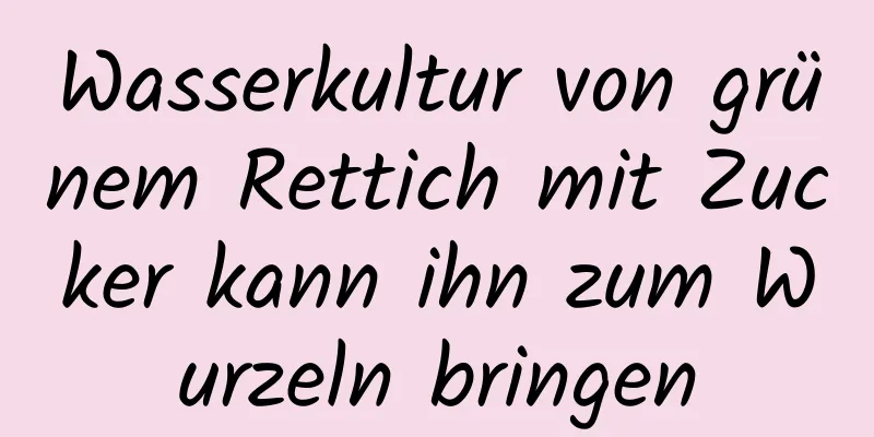 Wasserkultur von grünem Rettich mit Zucker kann ihn zum Wurzeln bringen