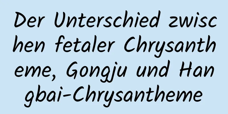 Der Unterschied zwischen fetaler Chrysantheme, Gongju und Hangbai-Chrysantheme