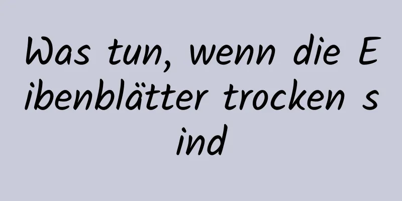 Was tun, wenn die Eibenblätter trocken sind
