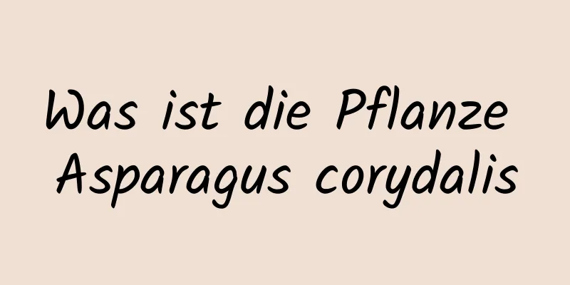 Was ist die Pflanze Asparagus corydalis