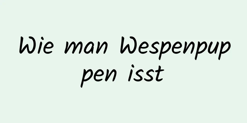 Wie man Wespenpuppen isst