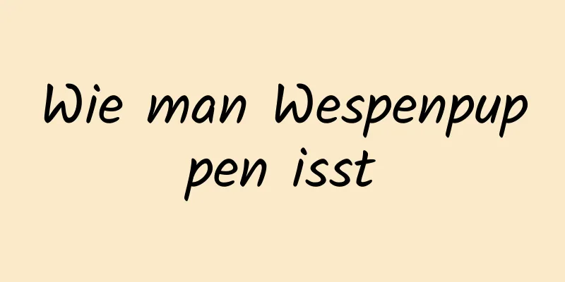 Wie man Wespenpuppen isst