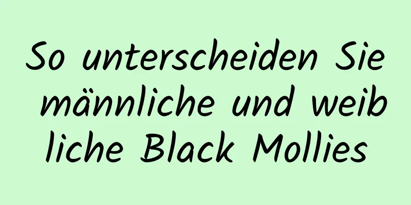 So unterscheiden Sie männliche und weibliche Black Mollies