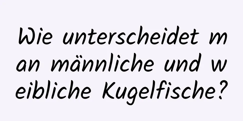 Wie unterscheidet man männliche und weibliche Kugelfische?