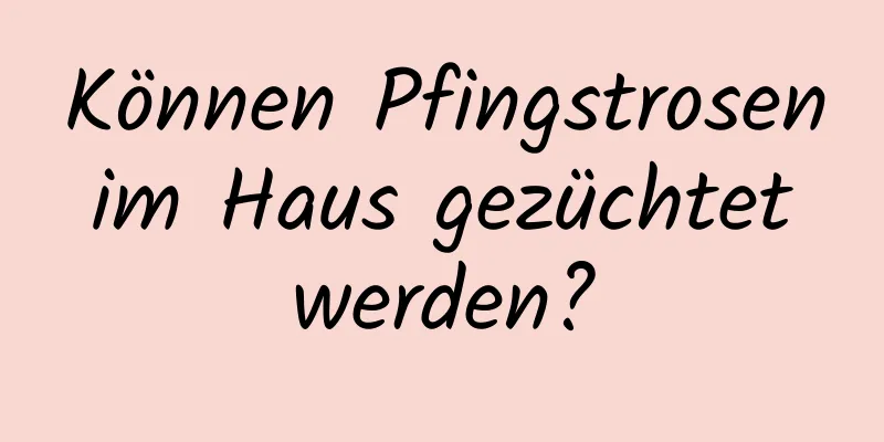 Können Pfingstrosen im Haus gezüchtet werden?